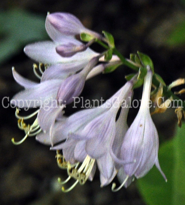 Hosta_Emerald_Crown-HLG-2011-07