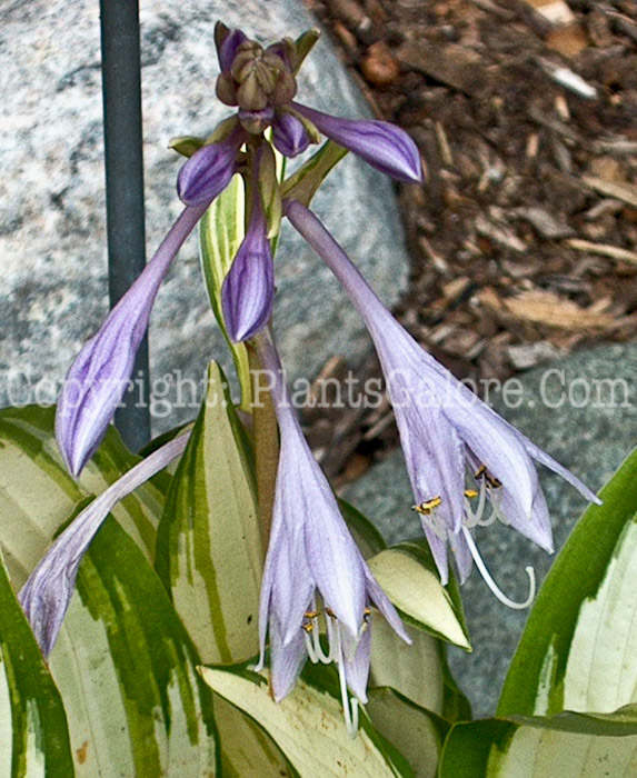 Hosta_Indian_Feather-flower-2009