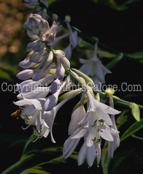 Hosta_Leading_Lady-HLG-2011-07A-02