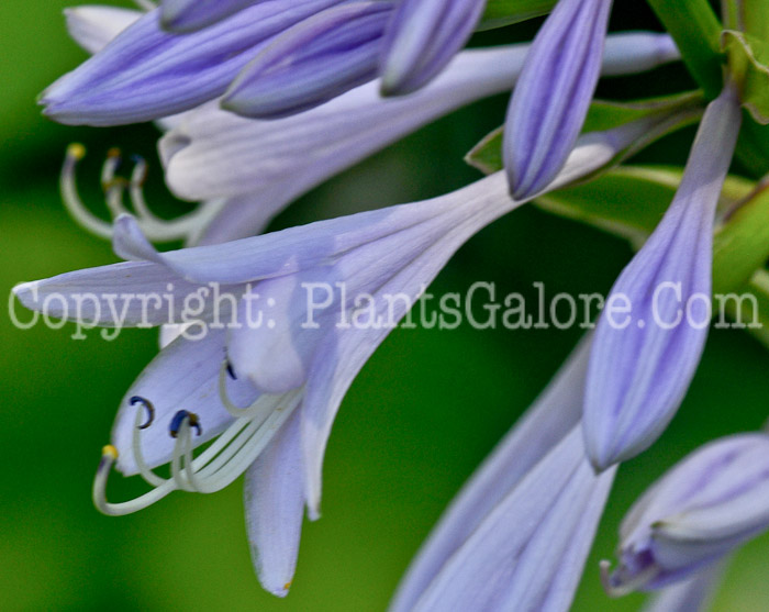 Hosta_White_Necklace-07-2012-1-1