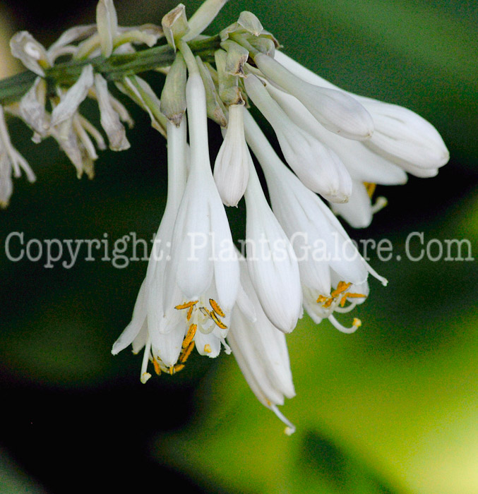 Hosta_Abiqua_Drinking_Gourd-MSU-2011-002