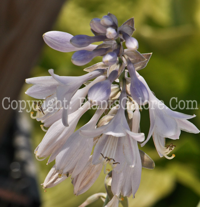 Hosta_Blue_Angel_Bordines-08-2011-001_2