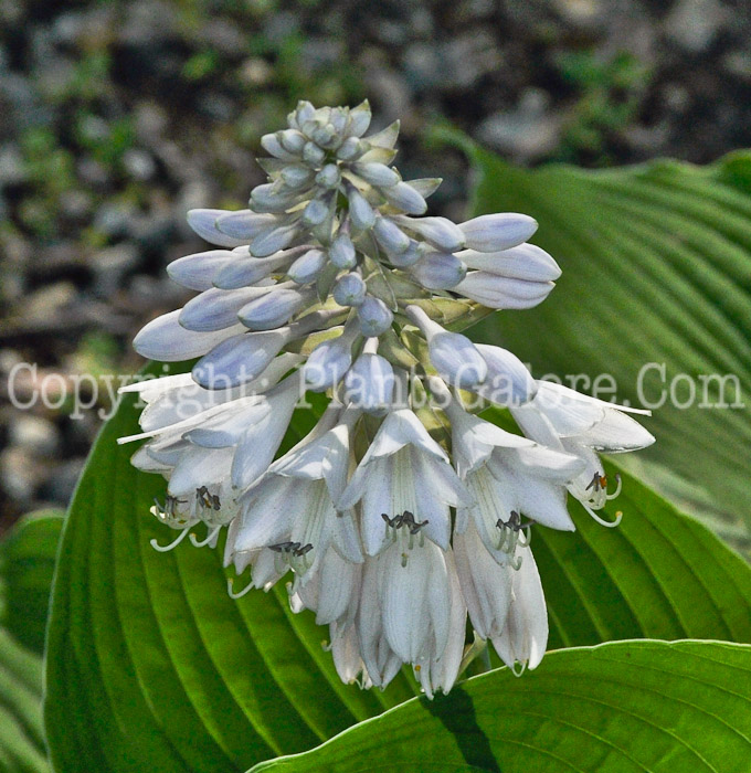 Hosta_Blue_Mammoth-HLG-2011-07