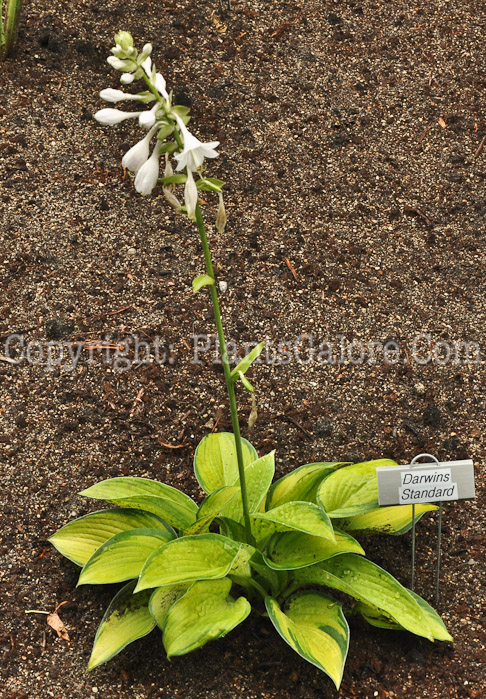 Hosta_Darwins-Standard-2010-AHS