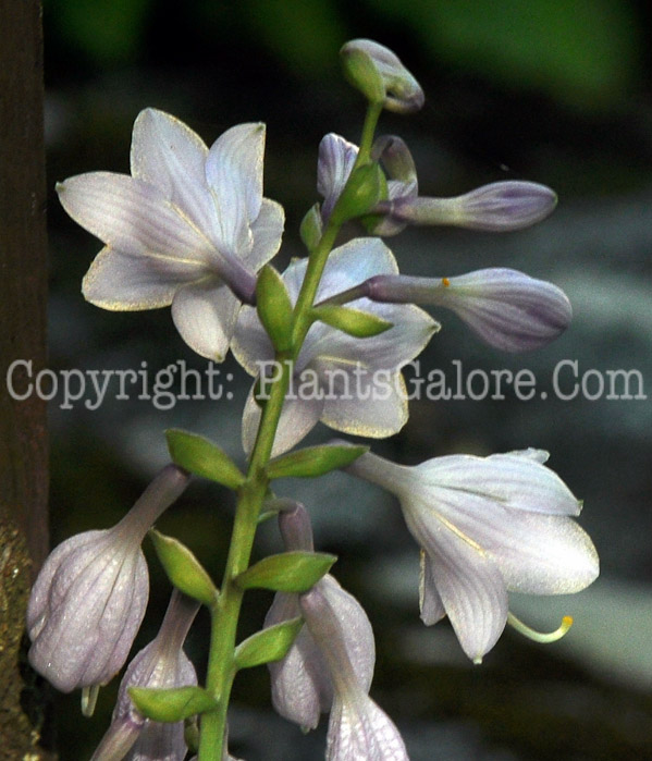 Hosta_Golden_Bullion-HLG-2011-07