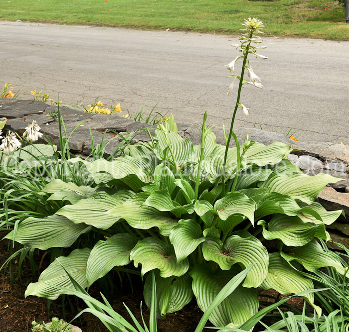 Hosta_Green_Dragon_AHS-6-24-2011-001