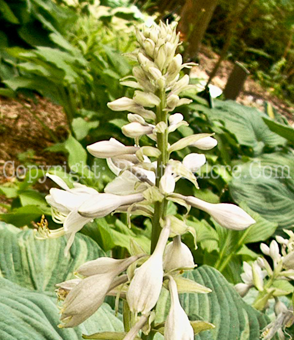 Hosta_Guardian_Angel-flower-2009