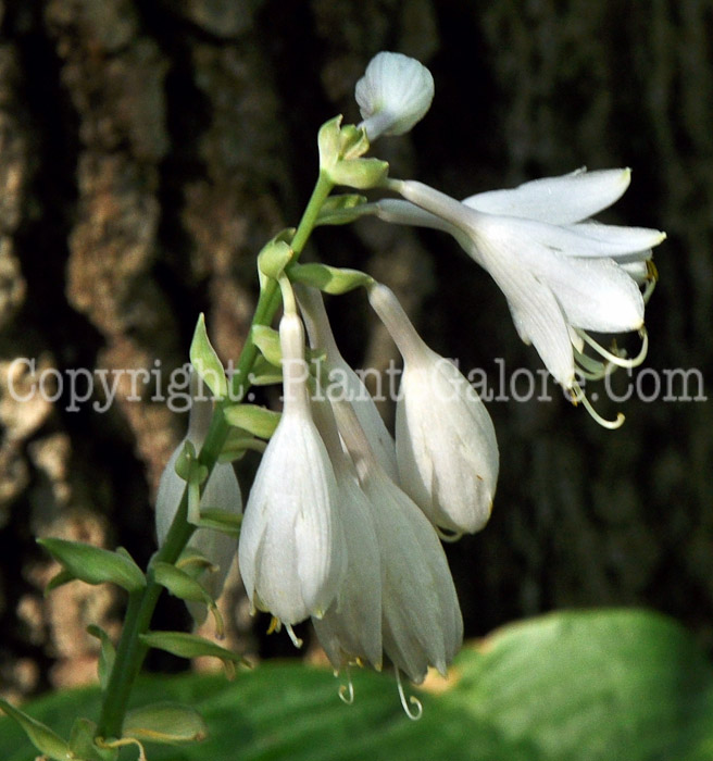 Hosta_Headliner-HLG-2011-2-01