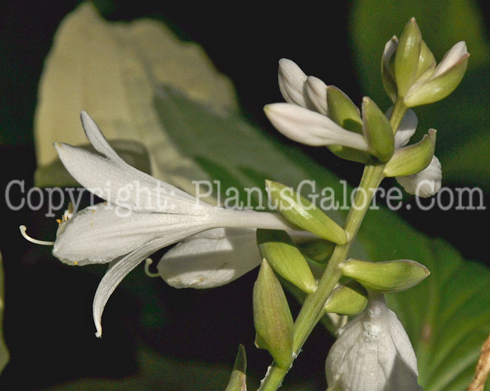 Hosta_Jacquelines_Banner-HLG-2011-07