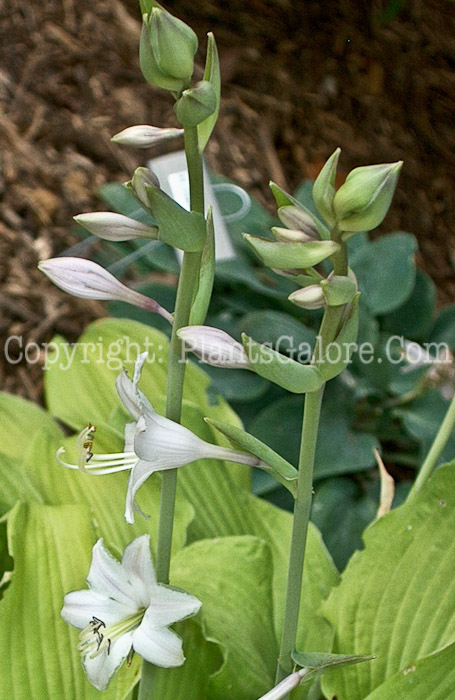 Hosta_Moon_Waves-flower-k8