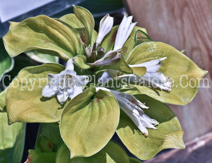 Hosta_Rainforest_Sunrise-06-12-1-1