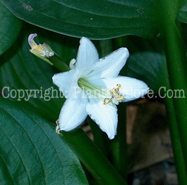 Hosta_Lakeside_Lollipop-flower-2009