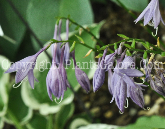 Hosta_Betsy_King-HLG-Flowers-8-2011-001_2