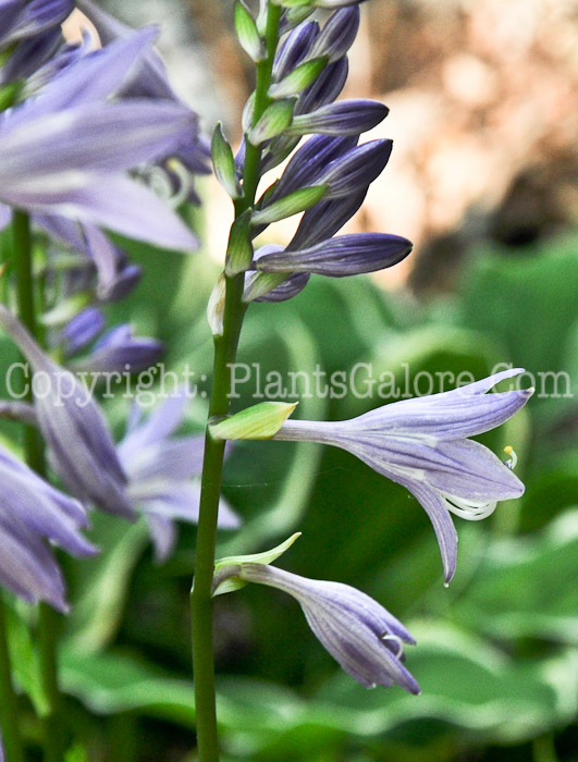 Hosta_Bridegroom-HLG-2011-07