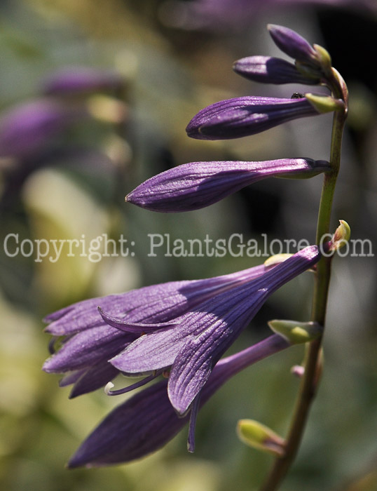 Hosta_Hi_Ho_Silver-2012-3