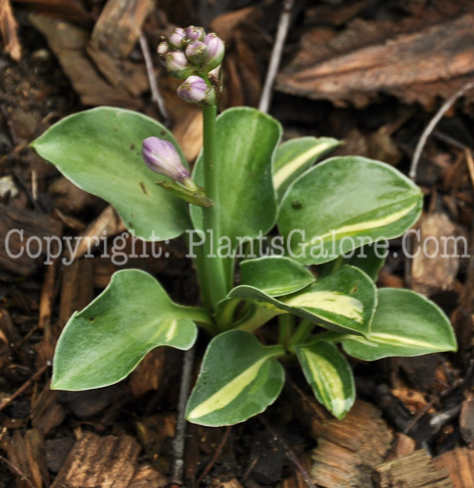 Hosta_Holy_Mouse_Ears_AHS-6-24-2011-001