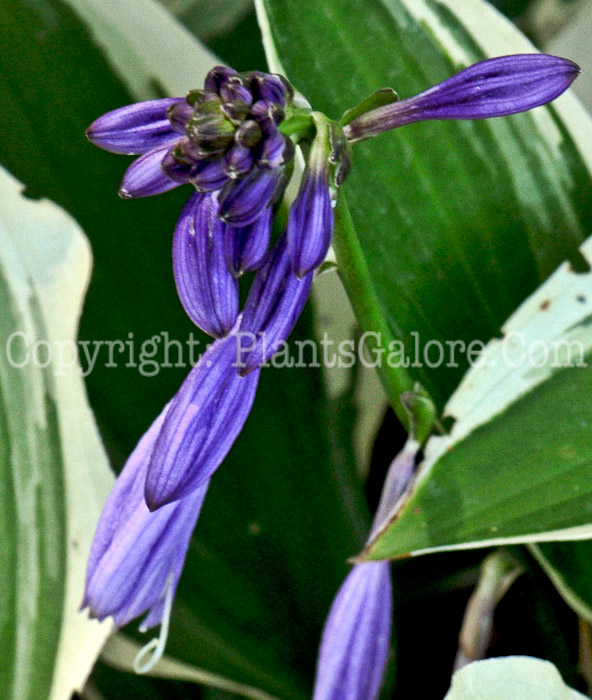 Hosta_Immerse-MSU-2011-7-001