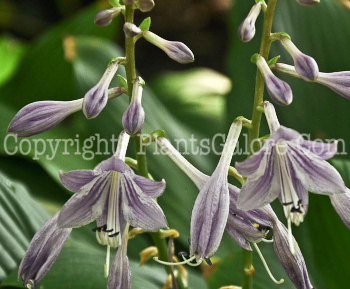 Hosta_Livonia-2012-2