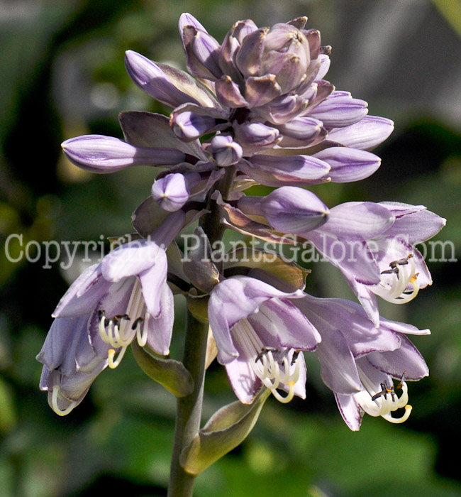 Hosta_Old_Glory-2012-2