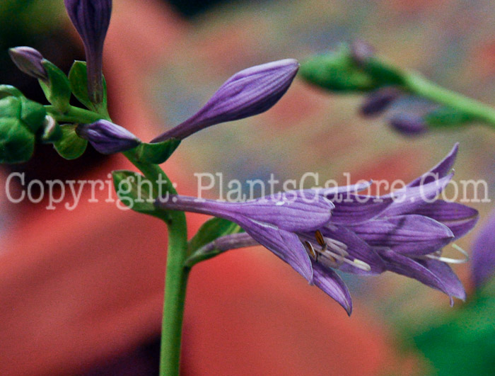 Hosta_Streakin_In_Nebraska_0612-1