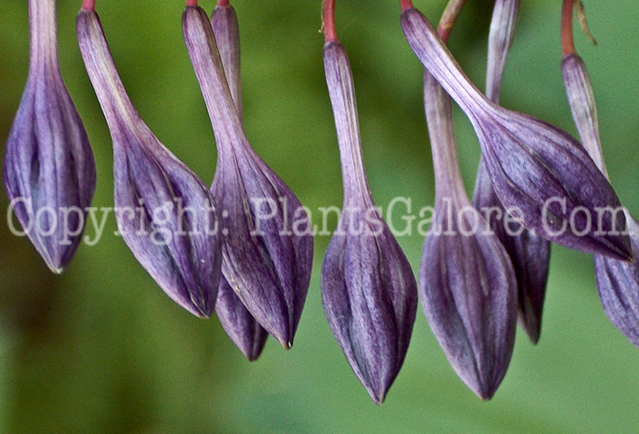 Hosta_clausa_flower_purple_close