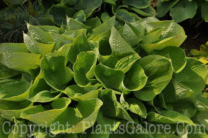 Hosta_All-Gold-Gin-and-Tonic-2010