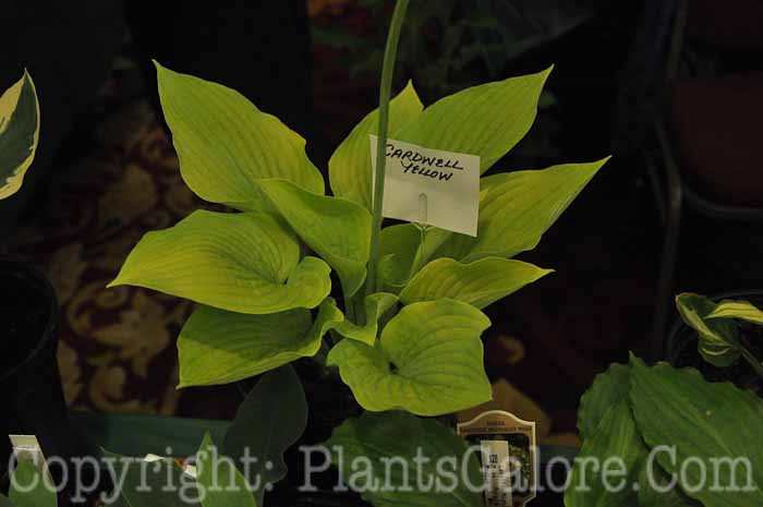 Hosta_Cardwell_Yellow_AHS-Vendr-6-2011-001