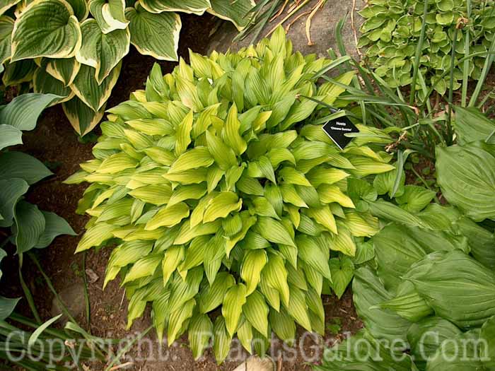 Hosta_Chinese-Sunrise-k0