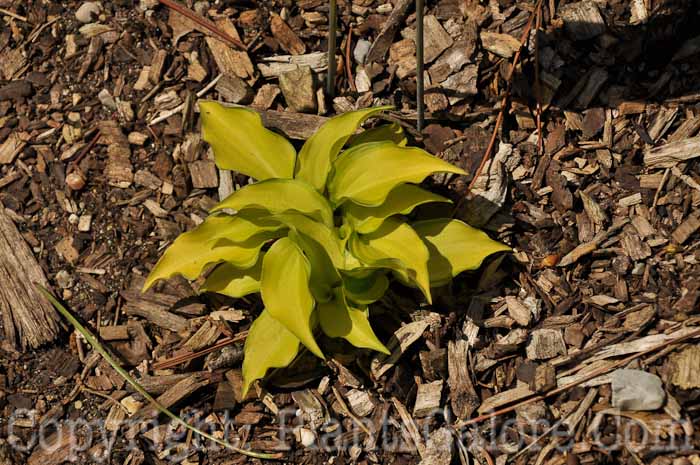 Hosta_Cracker_Crumb_2011-HLG-002