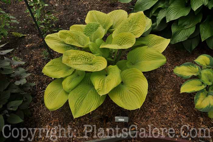 Hosta_Fat_Cat_AHS-6-24-2011-001