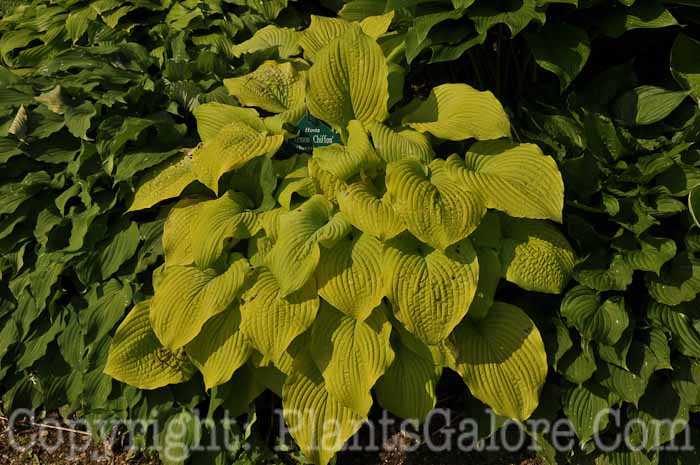 Hosta_Lemon_Chiffon-2010_Wades