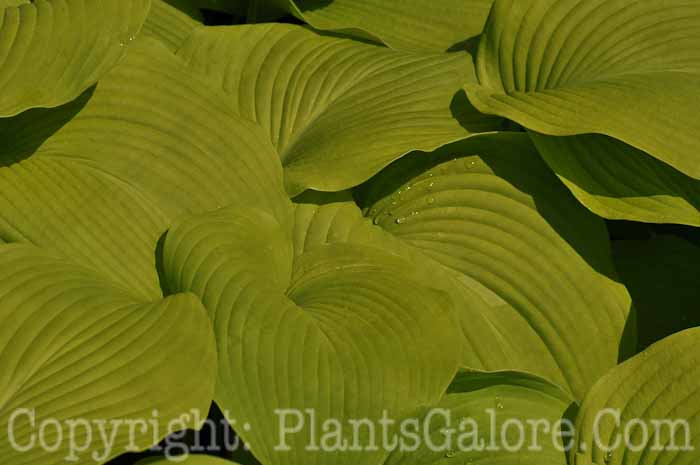 Hosta_Midnight-Sun-46-2010-Wades