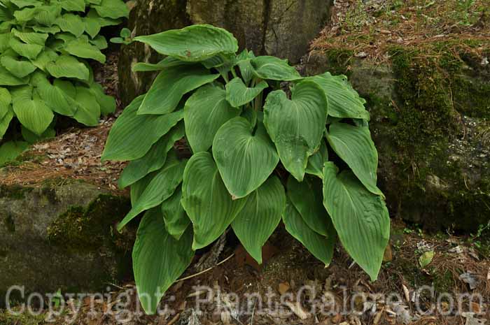 Hosta_Hypoleuca_2_2010_Wade