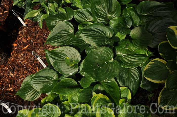 Hosta_Lakeside_Black_Satin_2010_AHS