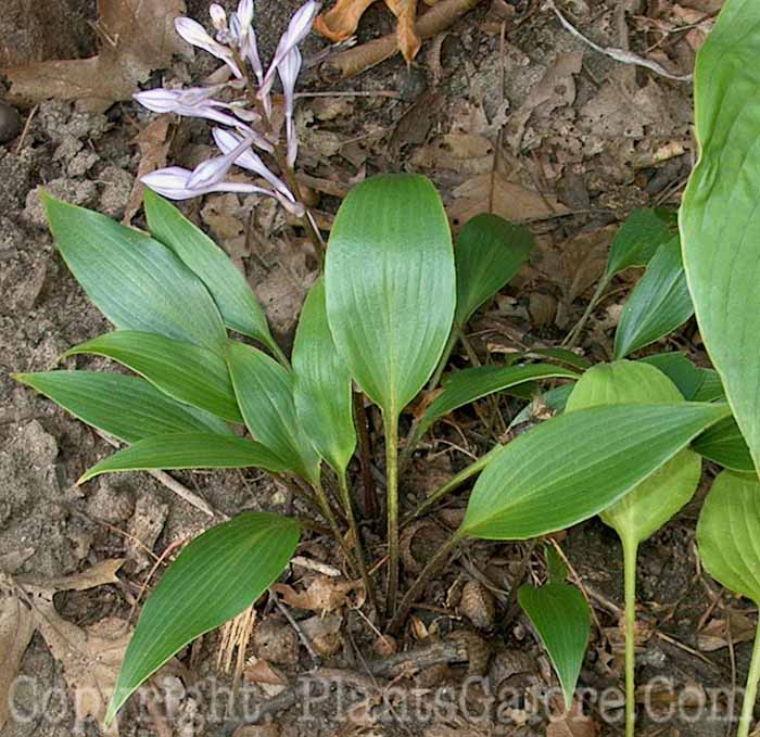 Hosta_Leather_Sheen_Large_Wilkins_09