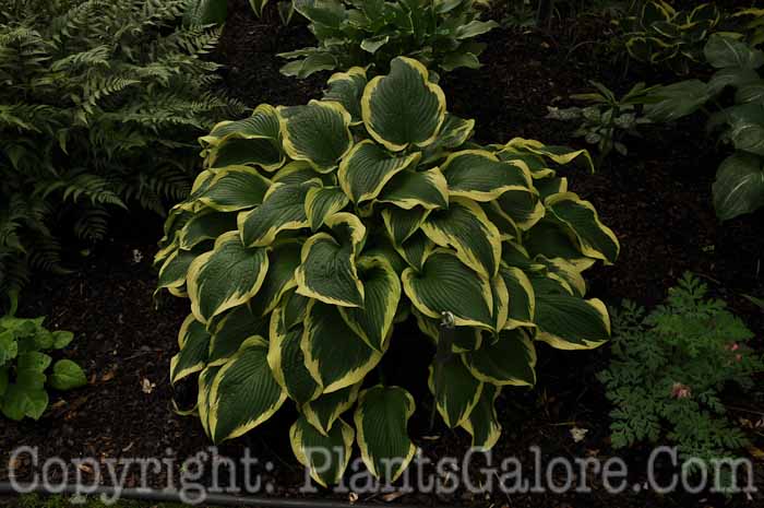 Hosta_Bobbie-Sue-2010-AHS