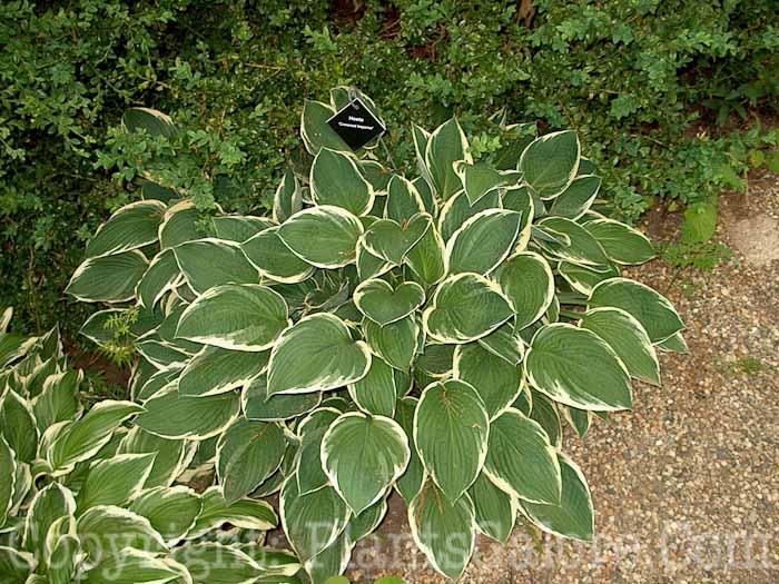 Hosta_Crested_Imperial_000710