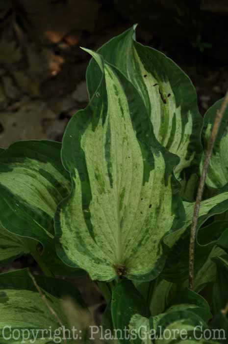 Hosta_Allegan_Fog_2010_Wades