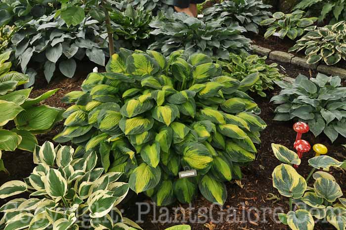 Hosta_Captain_Kirk_AHS-6-24-2011-001_2