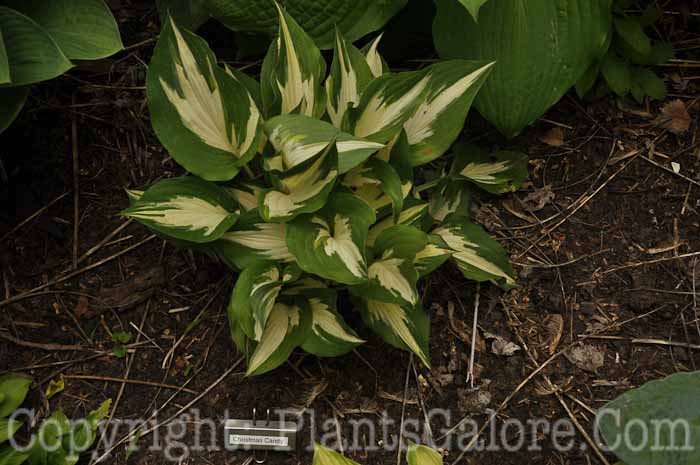 Hosta_Christmas-Candy-2010-AHS