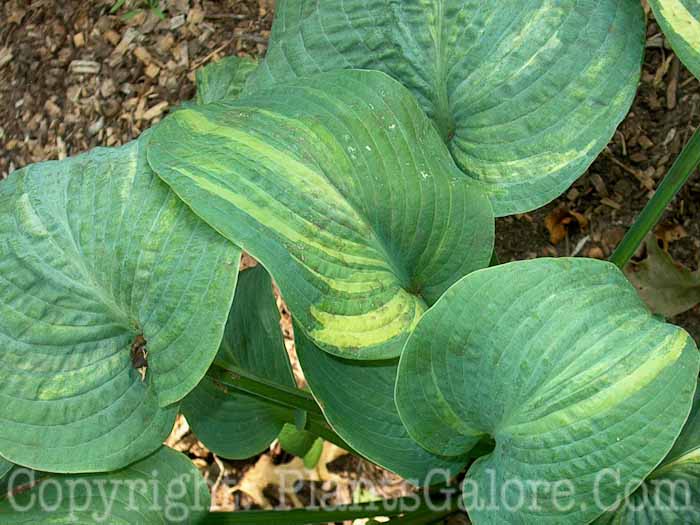 Hosta_Dorothy-Benedict-leaf-2009