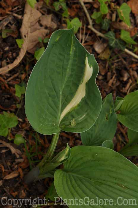 PGC-P-Hosta-AA-AHS-2010-012