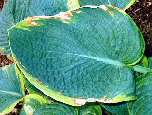 hosta types