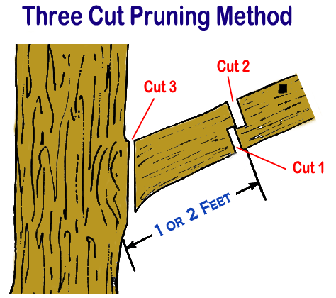 Pruning: 2 or 3 Cut Method - Ornamental Plant Care Information from