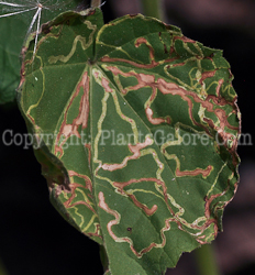 leaf miner plantsgalore insect