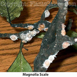 scale insects plantsgalore