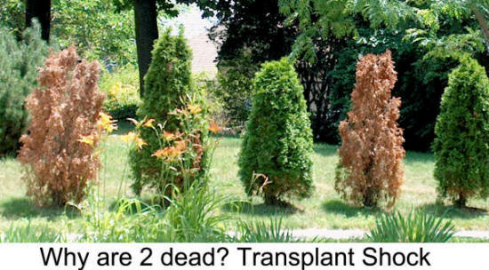 Fruit tree survive from transplant shock