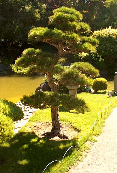 Japanese Tea Garden San Mateo Usa Gardens Parks Squares And