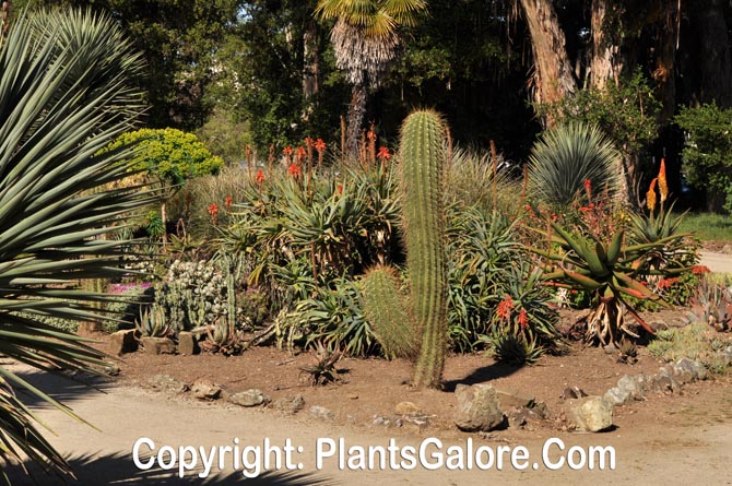 Stanford Cactus Garden Usa Gardens Parks Squares And Open