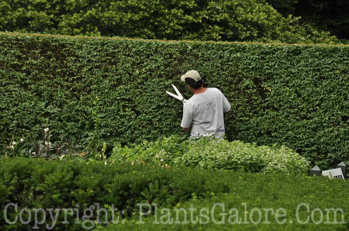 PGC-H-Equipment-Pruning-6